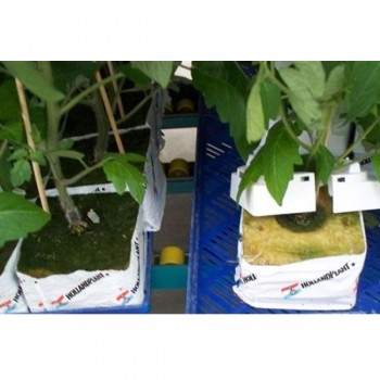 Cube Cap 10.5x10.5cm-Laine de roche- growstore.fr